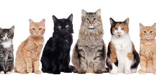 Cattery Business Certification