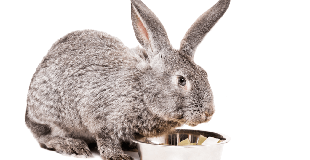 Rabbit Care Certification