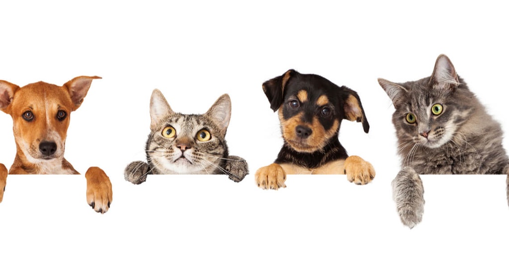 Animal Physiotherapy Certification