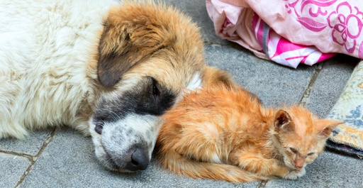 Stray and Feral Welfare Management Certification