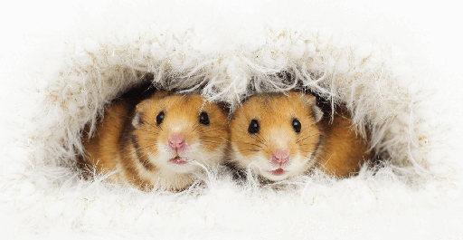 Rat/Mouse/Hamster Care Certification